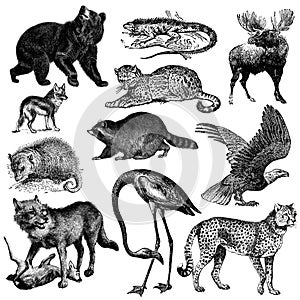 North American fauna illustrations