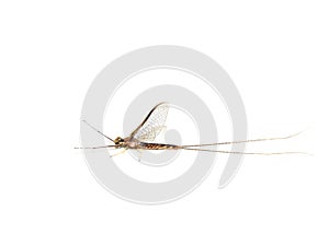 North American giant mayfly Hexagenia limbata