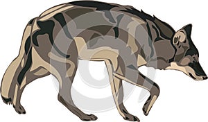 North American gray wolf.