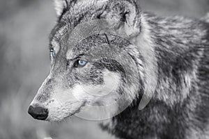 North American Gray Wolf WIth Blue Eyes