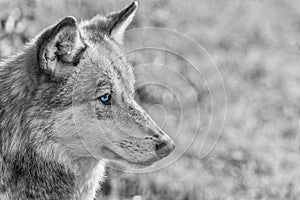 North American Gray Wolf WIth Blue Eyes