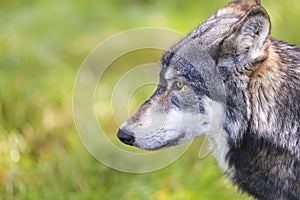 North American Gray Wolf, Canis Lupus