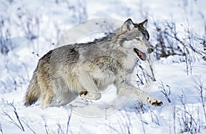 North American Grey Wolf, canis lupus occidentalis, Adult running on Snow, Canada