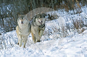 North American Grey Wolf, canis lupus occidentalis, Adults walking on Snow, Canada