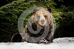 North American Grizzly Bear in snow in Western Canada