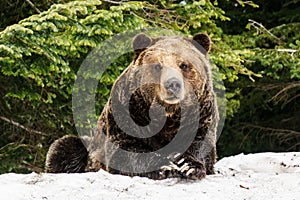 North American Grizzly Bear in snow in Western Canada