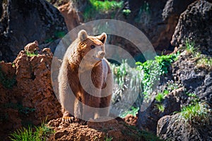 North American Grizzly Bear at sunrise in Western USA