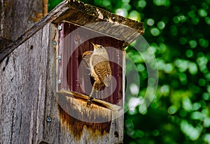 North American house wren on nesting box.