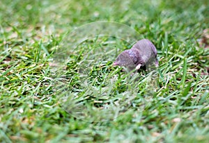 A North American Least Shrew in the grass photo