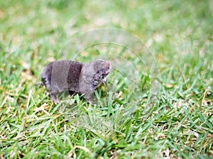 A North American Least Shrew in the grass