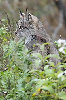 North American Lynx sitting at alert in tall grass