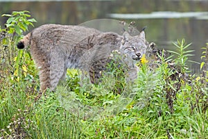 North American Lynx stalking prey