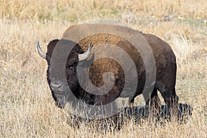 Wild American Bison on the high plains of Colorado. Mammals of North America