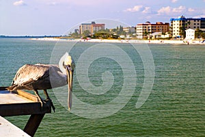 North American native Pelican bird, Fort Myers Pier beach, Florida USA