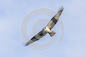 north american osprey