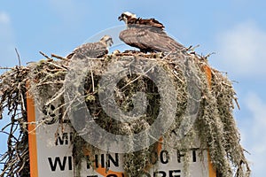 North American Osprey Nest with Juvenille Osprey.