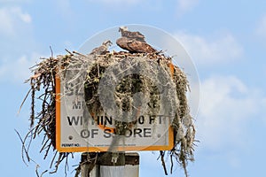 North American Osprey Nest