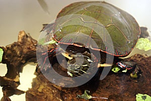 North American Painted Turtle