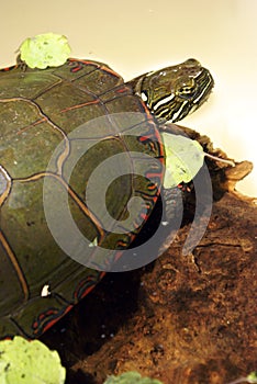 North American Painted Turtle