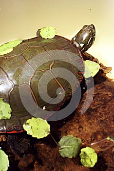 North American Painted Turtle