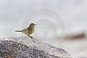 A North American palm warbler foraging on the coast at Key West Island Florida.