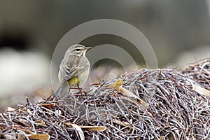 A North American palm warbler foraging on the coast at Key West Island Florida.