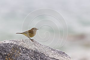 A North American palm warbler foraging on the coast at Key West Island Florida.