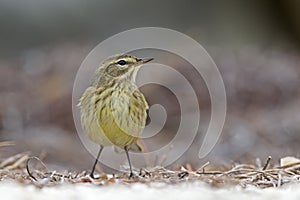 A North American palm warbler foraging on the coast at Key West Island Florida.