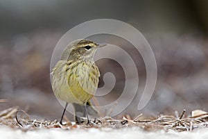 A North American palm warbler foraging on the coast at Key West Island Florida.