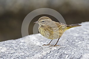 A North American palm warbler foraging on the coast at Key West Island Florida.