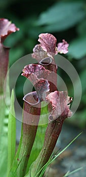 North American Pitcher Plant photo