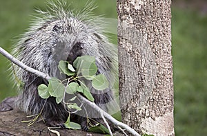 North American Porcupine