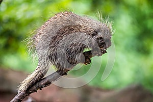 North American porcupine on a branch