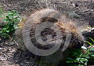 The North American porcupine Erethizon dorsatum