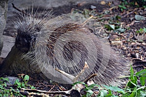 The North American porcupine Erethizon dorsatum