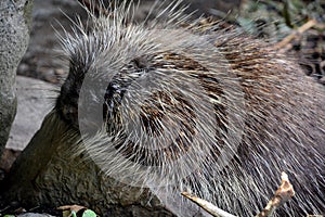 The North American porcupine Erethizon dorsatum