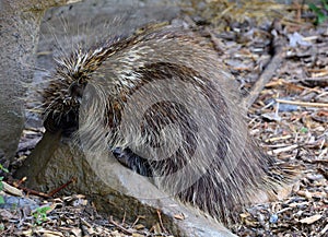 The North American porcupine Erethizon dorsatum,