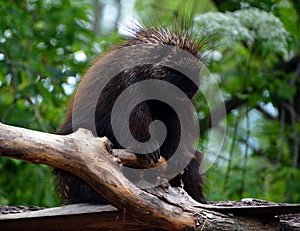 North American porcupine Erethizon dorsatum