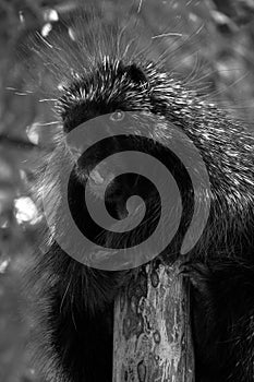 The North American porcupine Erethizon dorsatum