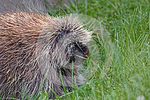 The North American porcupine (Erethizon dorsatum).
