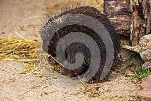 North American porcupine (Erethizon dorsatum