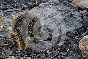 North American Porcupine (Erethizon dorsatum)