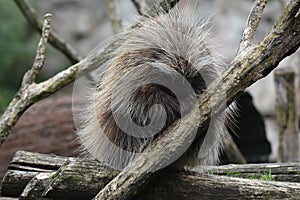 North american porcupine in zoo