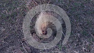 The North American porcupine Erethizon dorsatum, also known as the Canadian porcupine or common porcupine