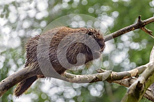 North American porcupine, Erethizon dorsatum , Canadian porcupine climbs on the tree. Close up