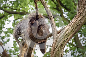 North American porcupine, Erethizon dorsatum, Canadian porcupine or common porcupine sleeps on the tree. Close up
