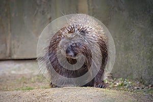 North American porcupine, Erethizon dorsatum , Canadian porcupine on the ground. Close up