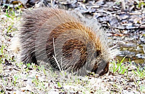 North American Porcupine Erethizontidae