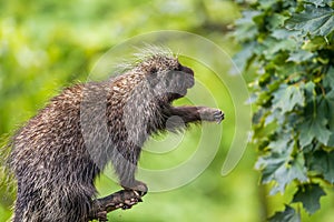 North American porcupine reaching for leaves