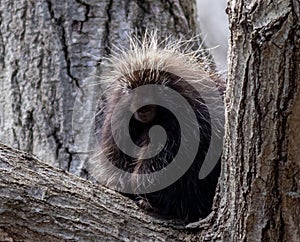 North American Porcupine sitting on large tree branch looking at camera square crop